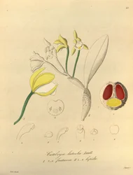 Illustrazione di Cattleya luteola